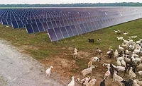 The Solar of the Lambs