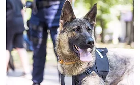 Gun-sniffing dog