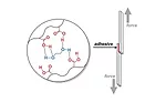 4 // RESEARCHERS TOUGHEN ADHESIVES