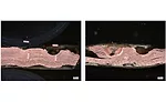 Blue Lasers for Welding Copper
