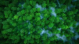 A 3D rendering of a misty green forest in aerial view.