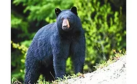 bear