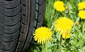 dandelions and latex