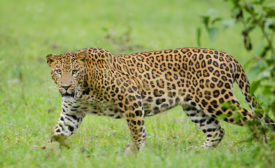 leopard-900.jpg