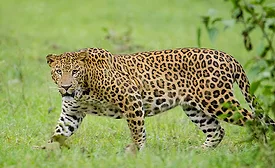 leopard-900.jpg