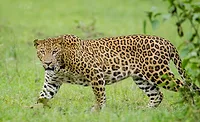 leopard-900.jpg