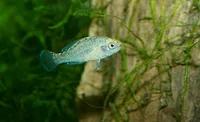 sunfish