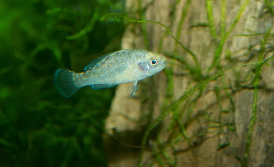 sunfish