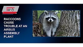 Raccoons Cause Trouble at an Airbus Assembly Plant 