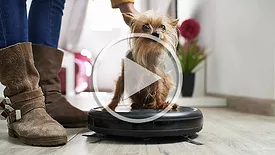 roomba with dog sitting on top