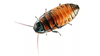 Madagascar hissing cockroaches Cyborg Insects