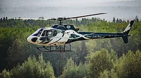 H125 reforestation.jpg