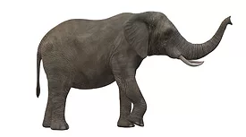 Tata-Electronics-Builds-Elephant-Proof-Wall