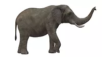 Tata Electronics Builds Elephant Proof Wall.jpg Tata-Electronics-Builds-Elephant-Proof-Wall