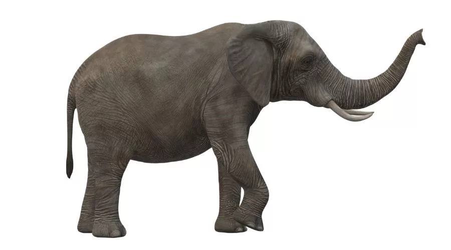 Tata-Electronics-Builds-Elephant-Proof-Wall