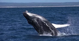 breaching whale