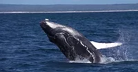 breaching whale
